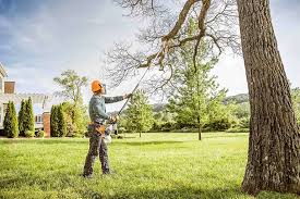 Best Tree Maintenance Programs  in Waltham, MA